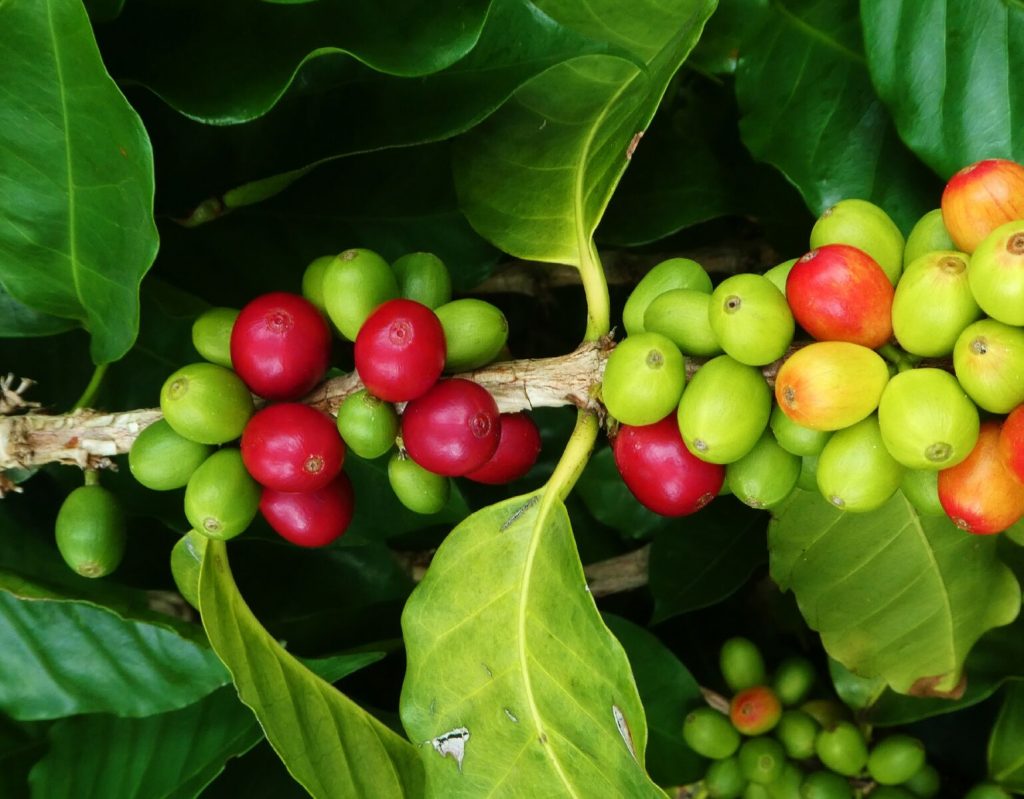 Kona Coffee From Hawaii s Verdant Valleys And Volcanoes CoffeeSphere